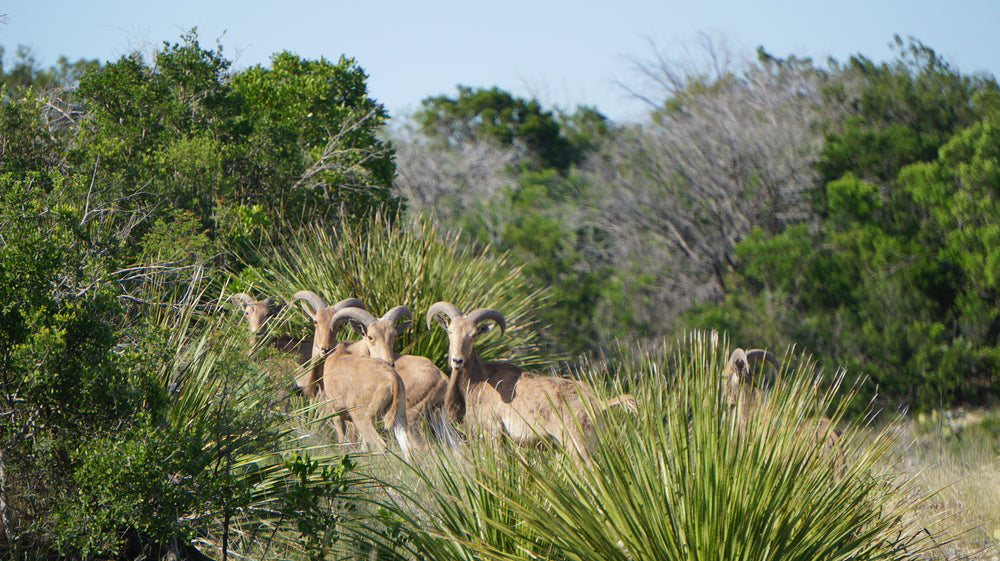Aoudad among yucca and brush at Double Draw Ranch