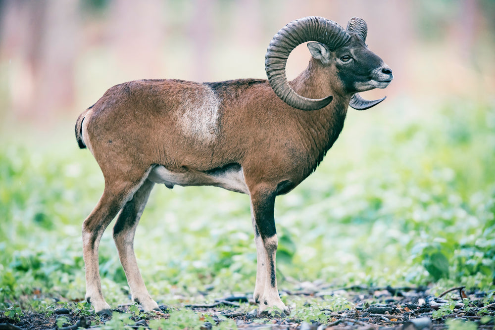Iranian Red Sheep