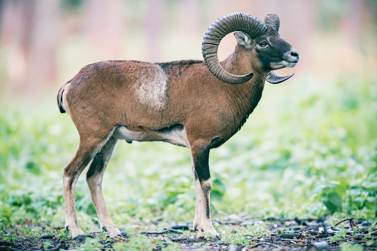 Ram standing in a grassy field — species reference photograph