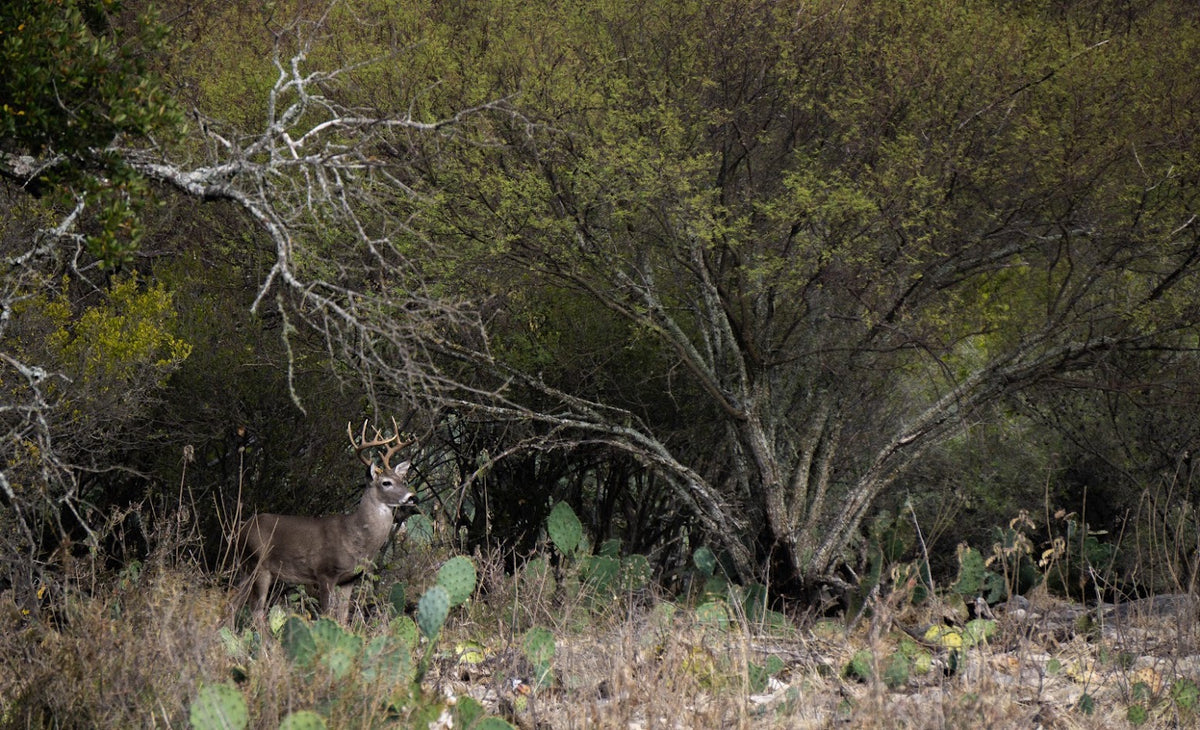 Whitetail buck standing among cactus and ranch brush